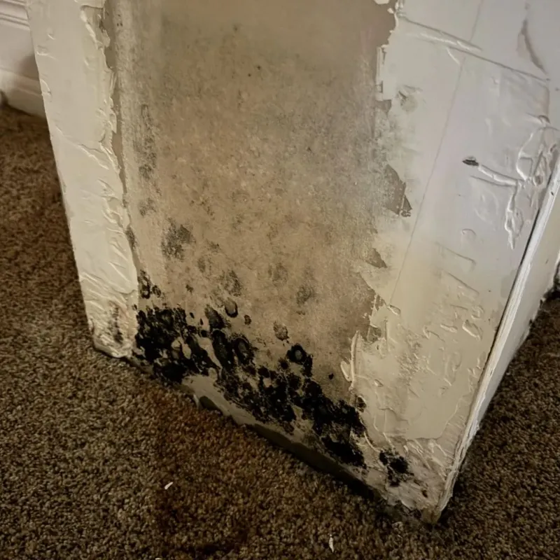 Professional Mold Removal in Leominster, MA